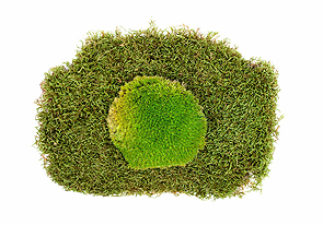 eine grüne Pflanze mit weißem Hintergrund und ein weißer Hintergrund mit einer grünen Pflanze in der Bildmitte, moosbild, mooswand, moos pflanzen, moos, moos deko, moos art