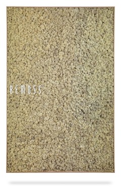 ein Bild eines Teppichs mit der Aufschrift „Bemoise“ in weißen Buchstaben auf beigem Hintergrund, moosbild, mooswand, moos pflanzen, moos, moos deko, moos art
