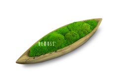 Ein Kanu, auf dem Moos wächst und auf dem in weißen Buchstaben auf weißem Hintergrund das Wort „Genie“ steht, moosbild, mooswand, moos pflanzen, moos, moos deko, moos art