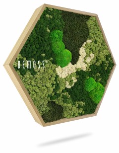 Eine grüne Pflanze mit der Aufschrift „Be Moss“ auf der Seite und einem weißen Hintergrund mit einem grünen Blattbereich, moosbild, mooswand, moos pflanzen, moos, moos deko, moos art