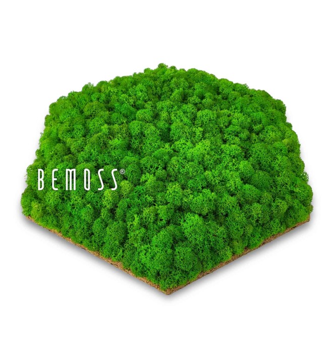 Eine kleine grüne Pflanze mit dem Wort Bemos auf der Seite und einem weißen Hintergrund mit dem Wort Bemos in der Mitte, moosbild, mooswand, moos pflanzen, moos, moos deko, moos art