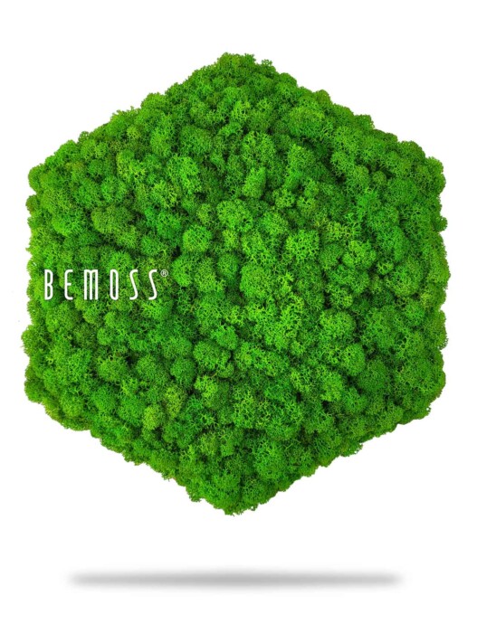 Eine grüne Pflanze mit dem Wort „Be Moss“ auf der Seite und einem weißen Hintergrund mit einem Schatten, moosbild, mooswand, moos pflanzen, moos, moos deko, moos art